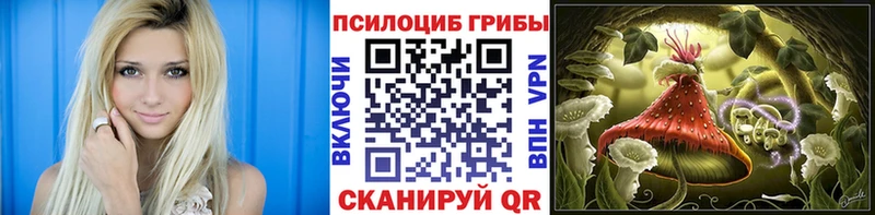 Псилоцибиновые грибы Psilocybe  Торжок 